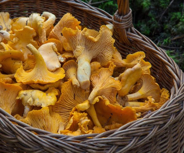 Champigon girolles
